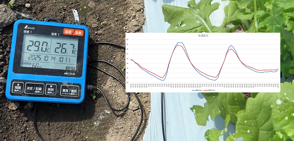 マルチの色で大きく差が出る地温