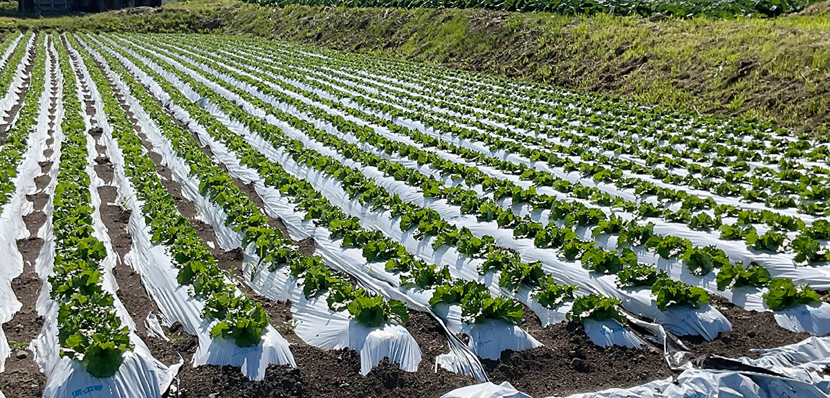 長野県の高原野菜