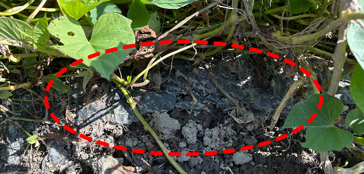 展張から150日でもしっかりと守る、NINJAマルチ