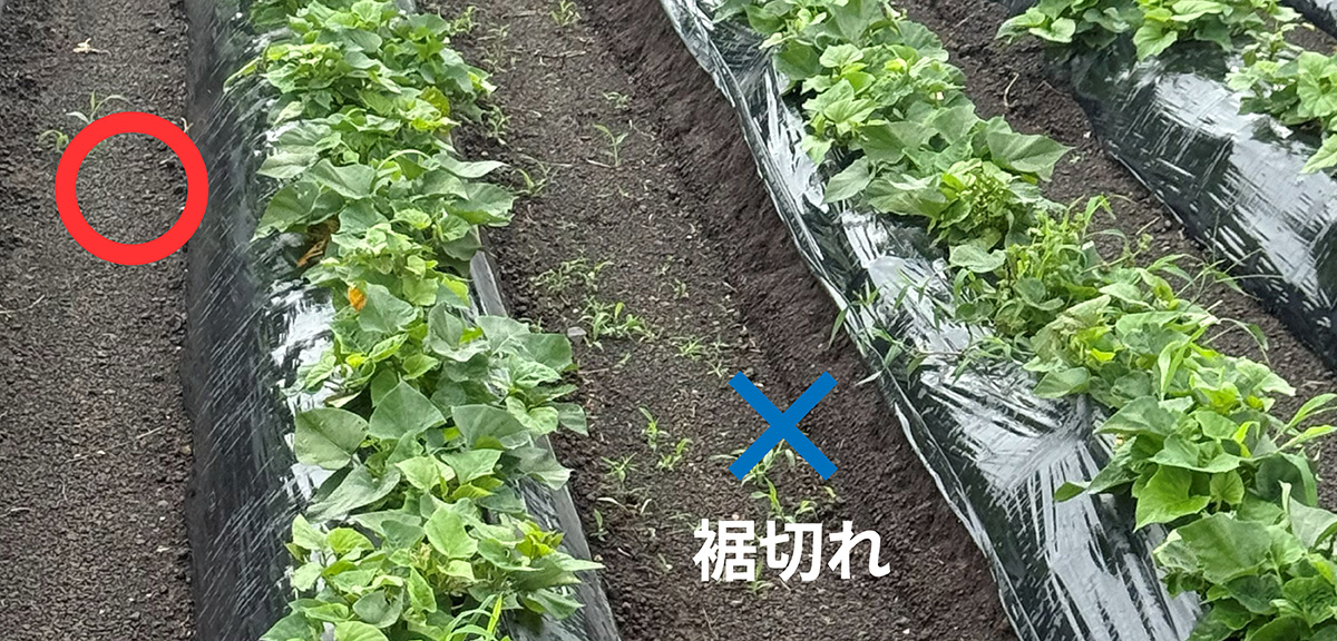 展張後に破れる、裾切れ