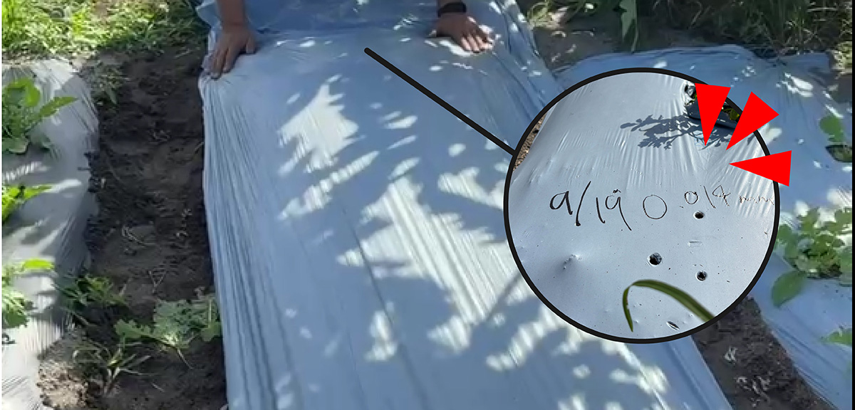 2025年9月19日に展張したNINJAマルチ