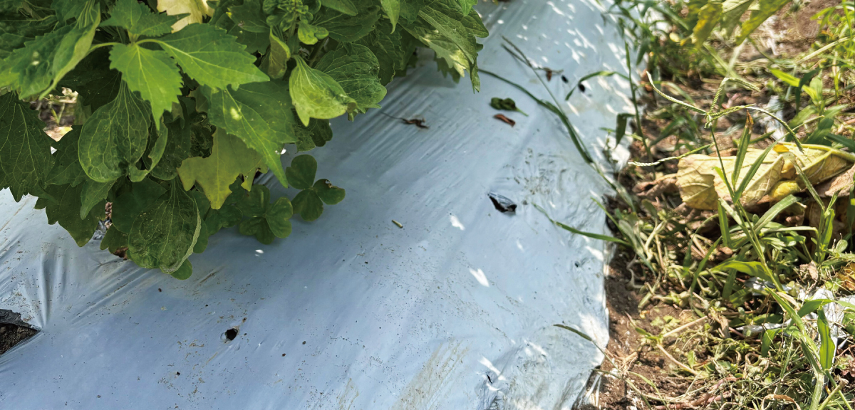 試験中の白黒マルチ