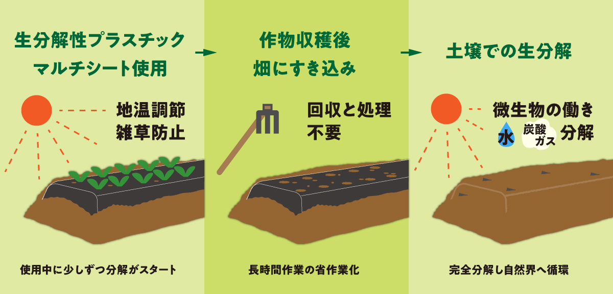 生分解マルチとは