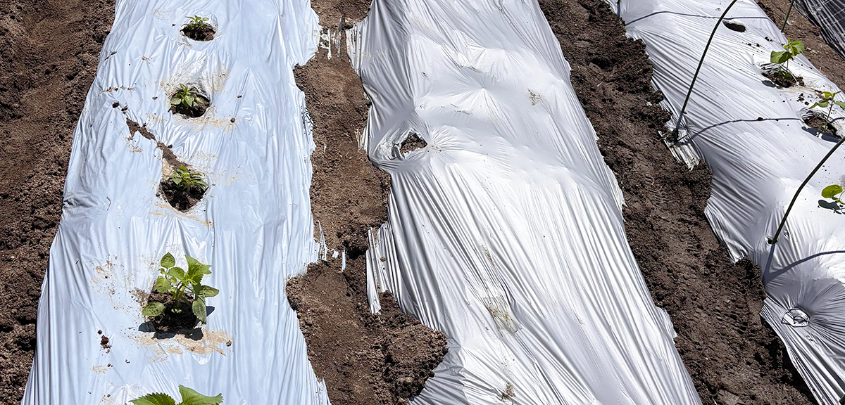 自社圃場での試験