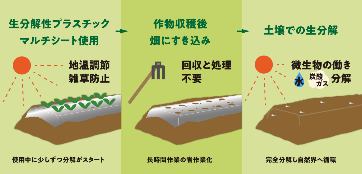 生分解マルチとは