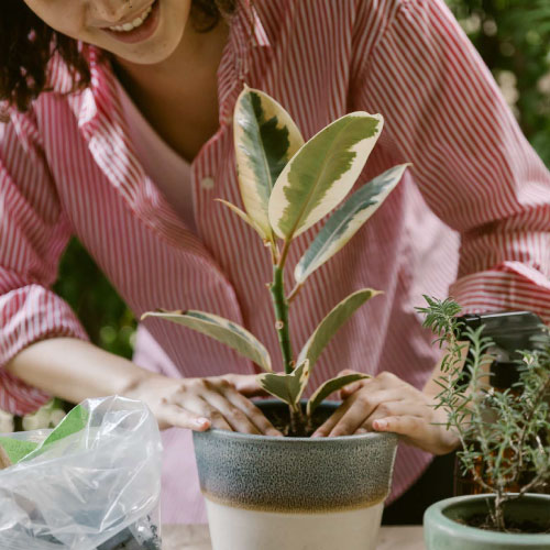 植物を通じてリフレッシュする